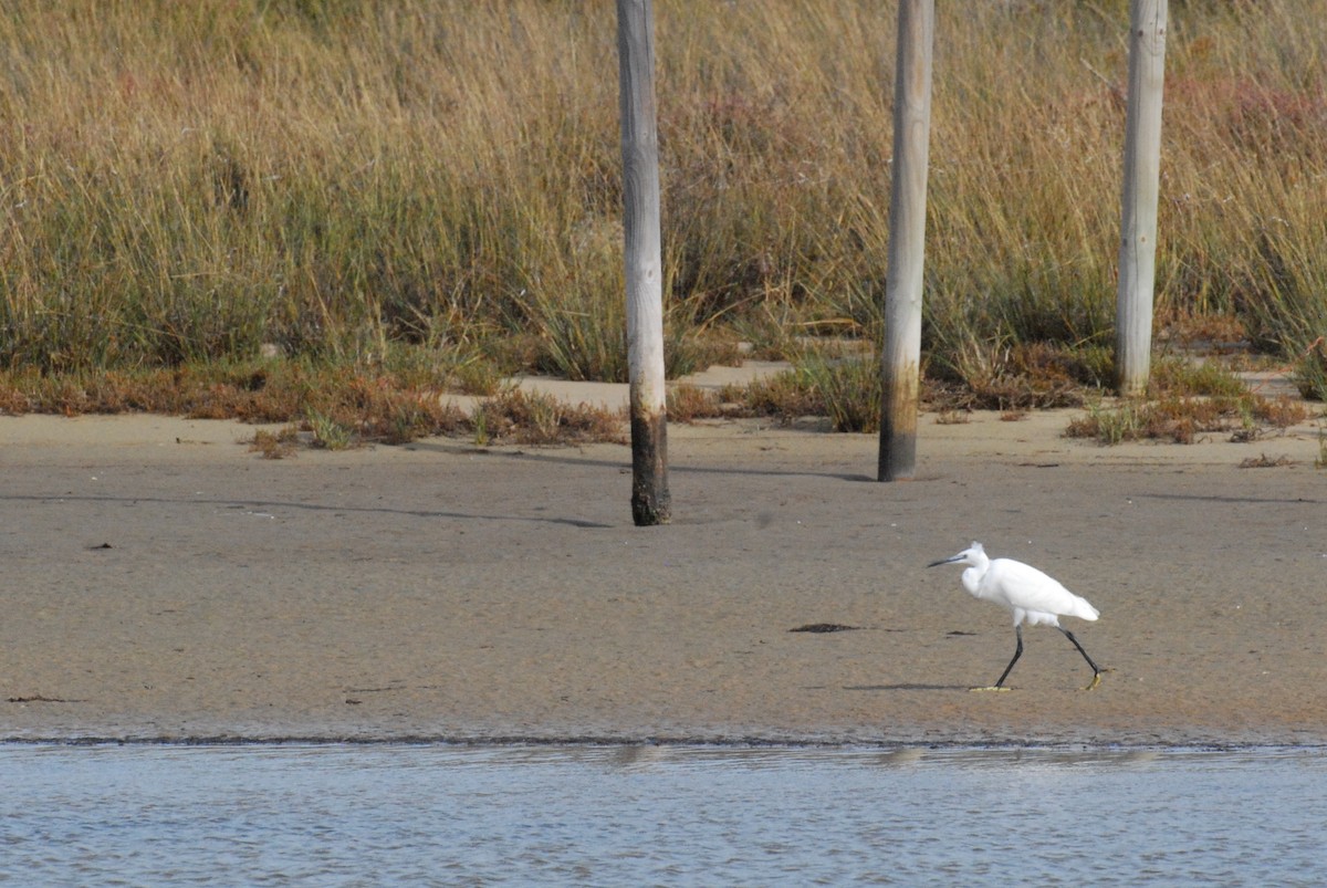 Little Egret - ML644997911