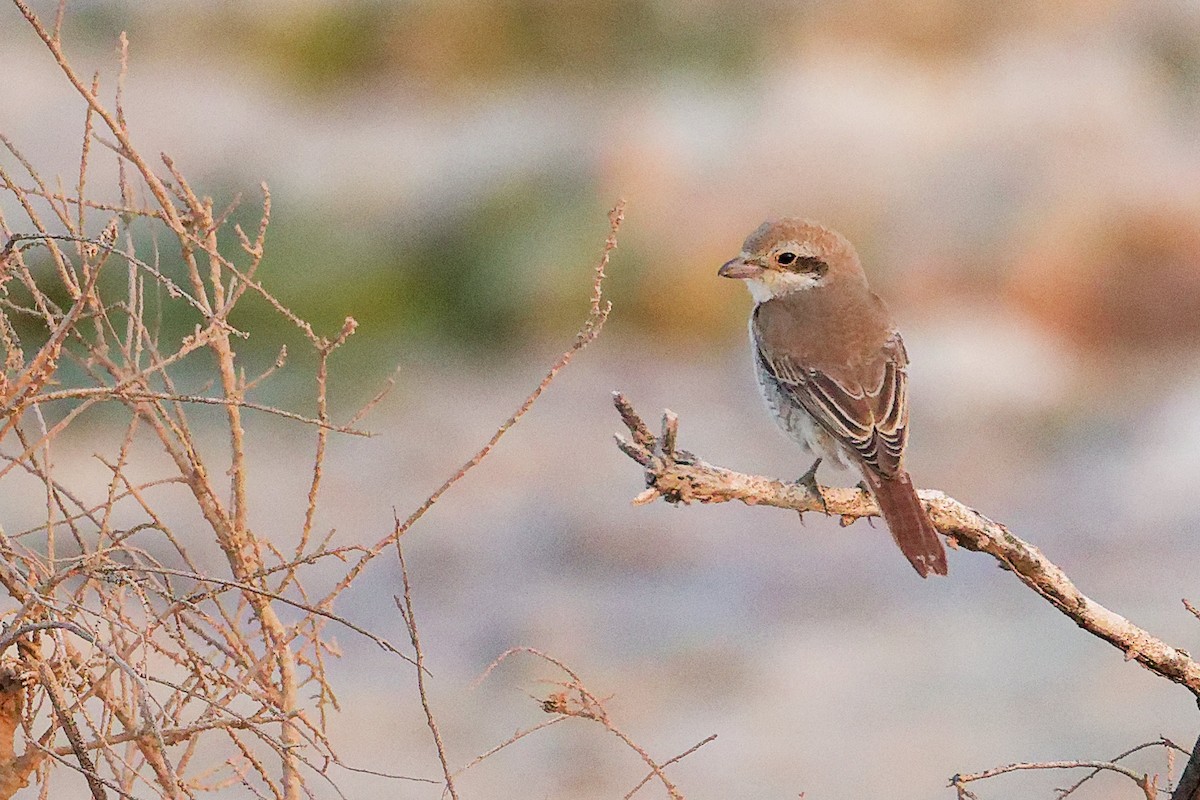 Red-tailed Shrike - ML644997912