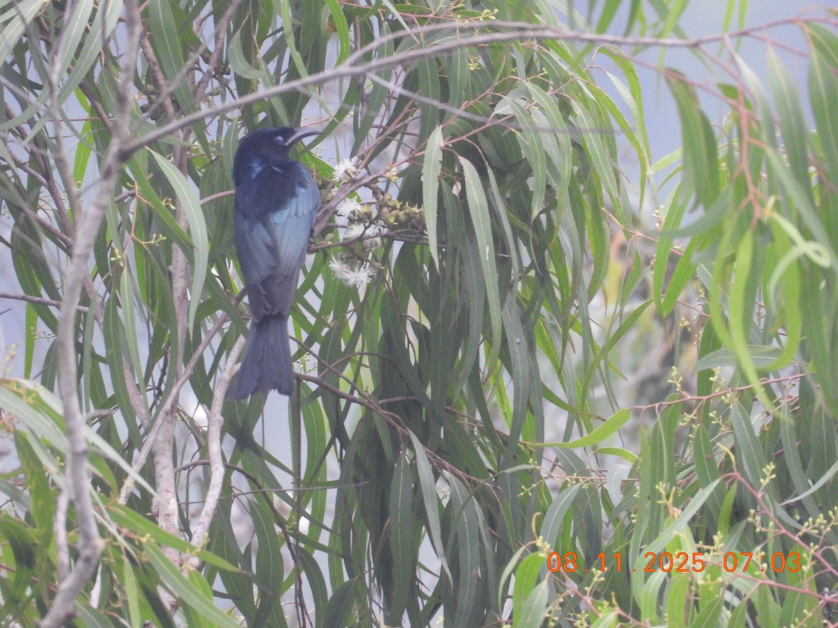 Hair-crested Drongo - ML644997913