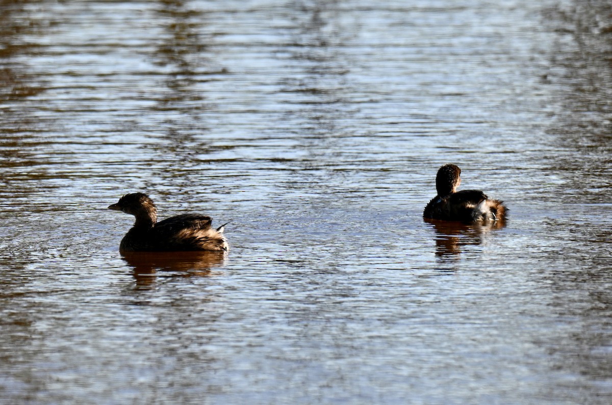 Pied-billed Grebe - ML644997914