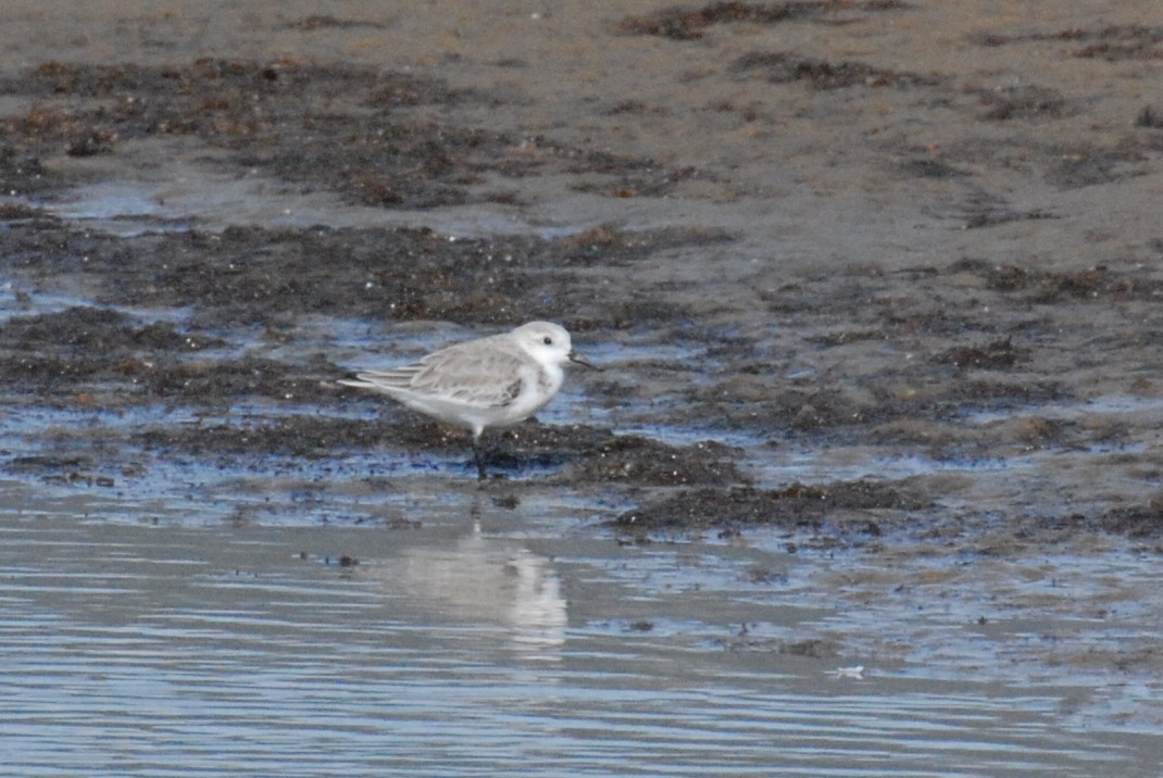 Sanderling - ML644997916