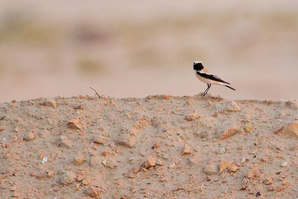 Desert Wheatear - ML644997920