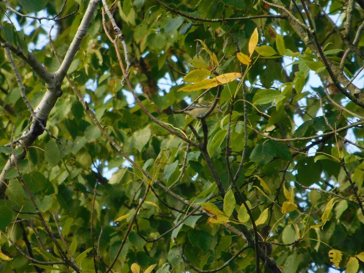 Bay-breasted Warbler - ML644997925