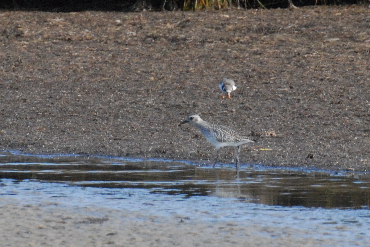 Black-bellied Plover - ML644997926