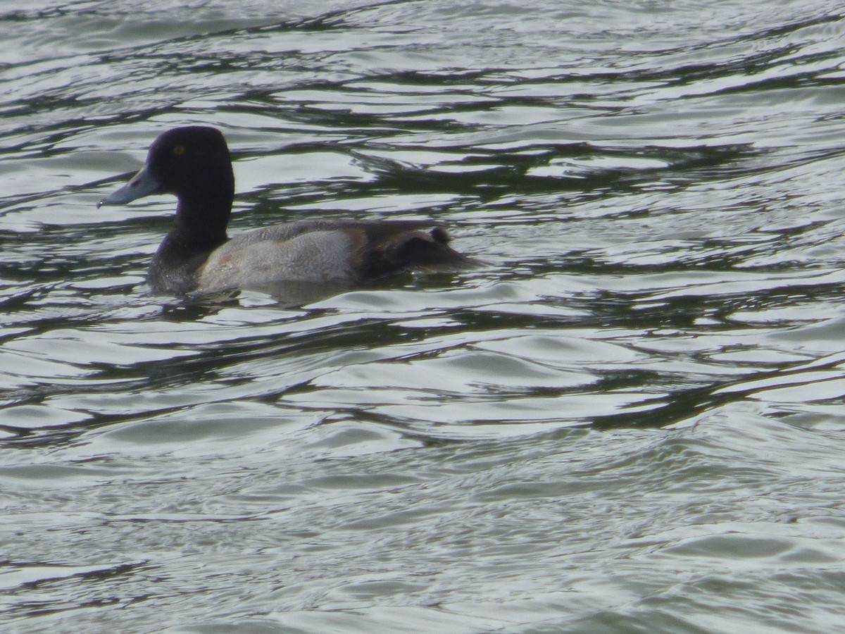 Lesser Scaup - ML644997927
