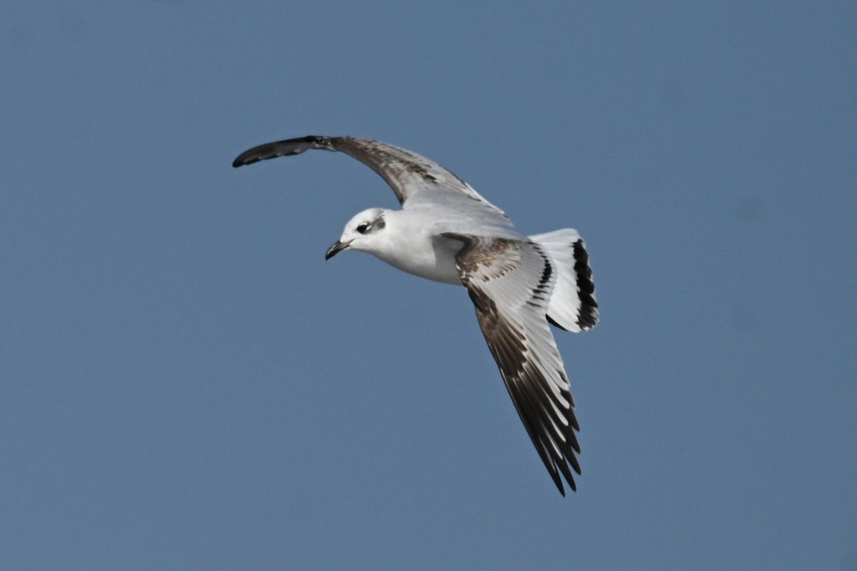 Mediterranean Gull - ML644997928