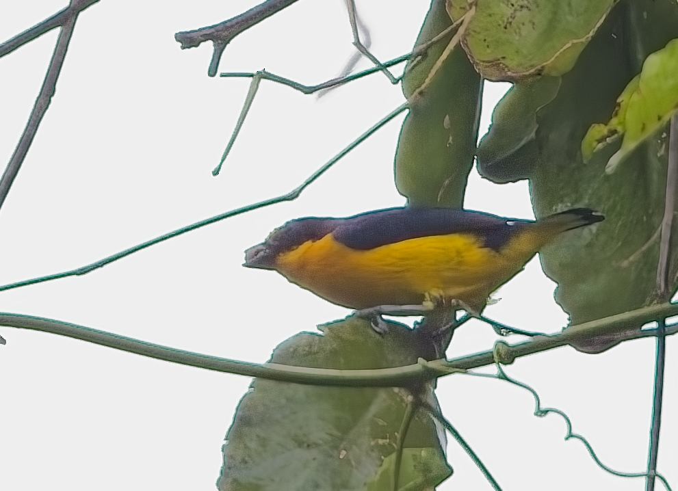 Violaceous Euphonia - ML644997929