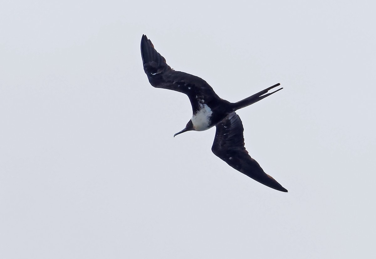 Lesser Frigatebird (Lesser) - ML644997930