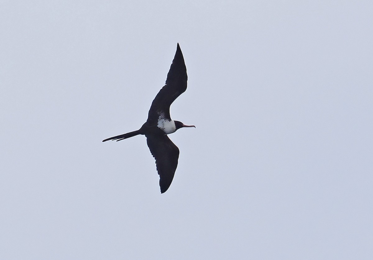 Lesser Frigatebird (Lesser) - ML644997931