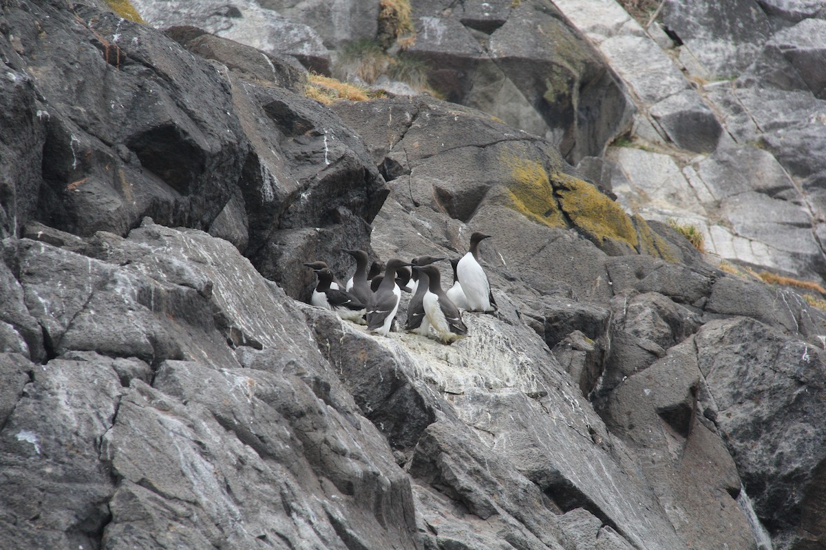 Common Murre - ML644997934