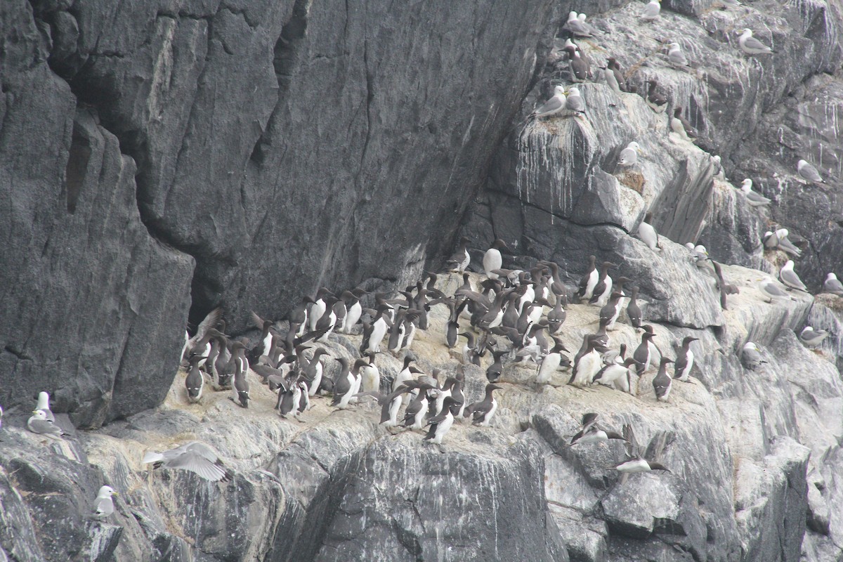 Common Murre - ML644997935