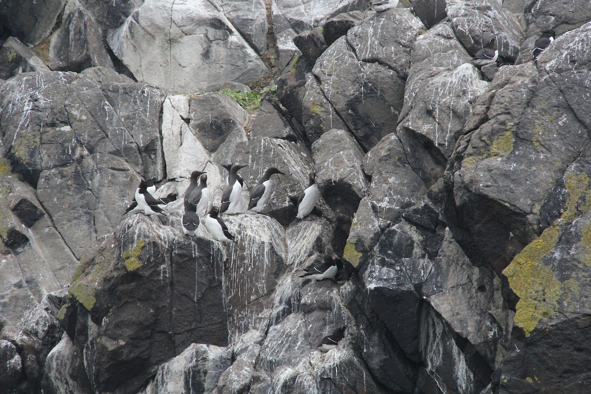 Common Murre - ML644997936