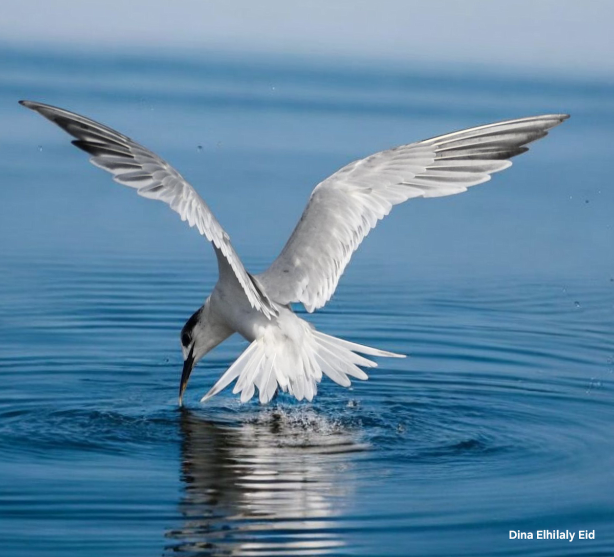 Sandwich Tern - ML644997942