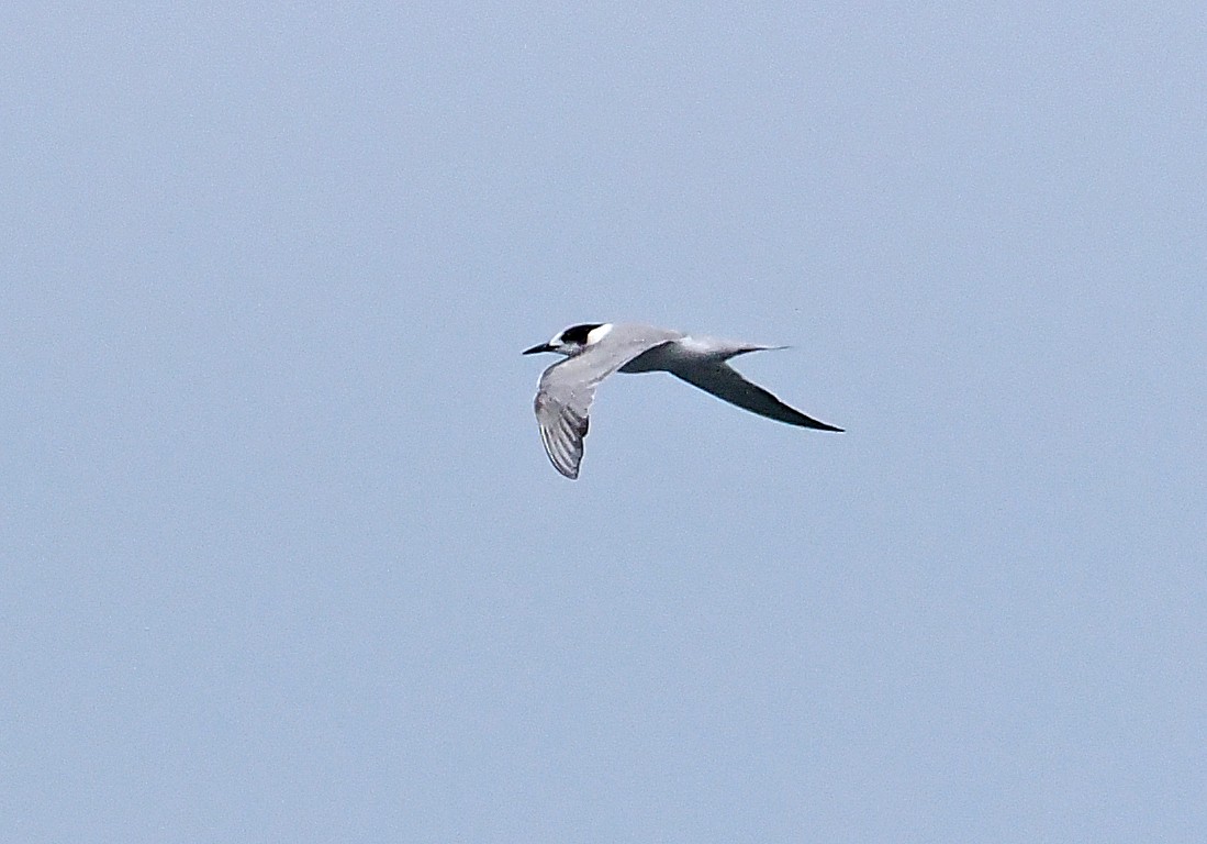 Common Tern (longipennis) - ML644997943