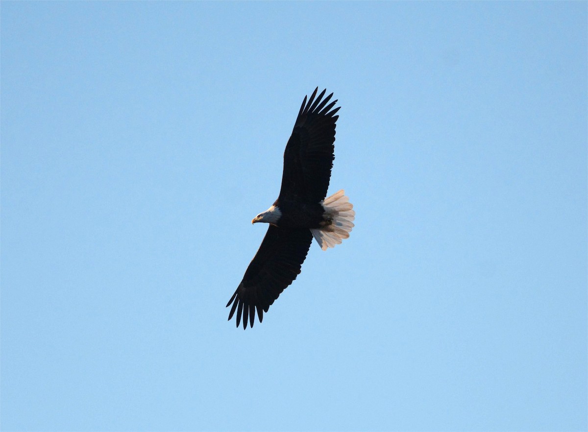 Bald Eagle - ML644997944