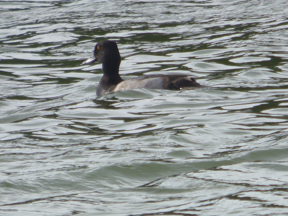 Lesser Scaup - ML644997954