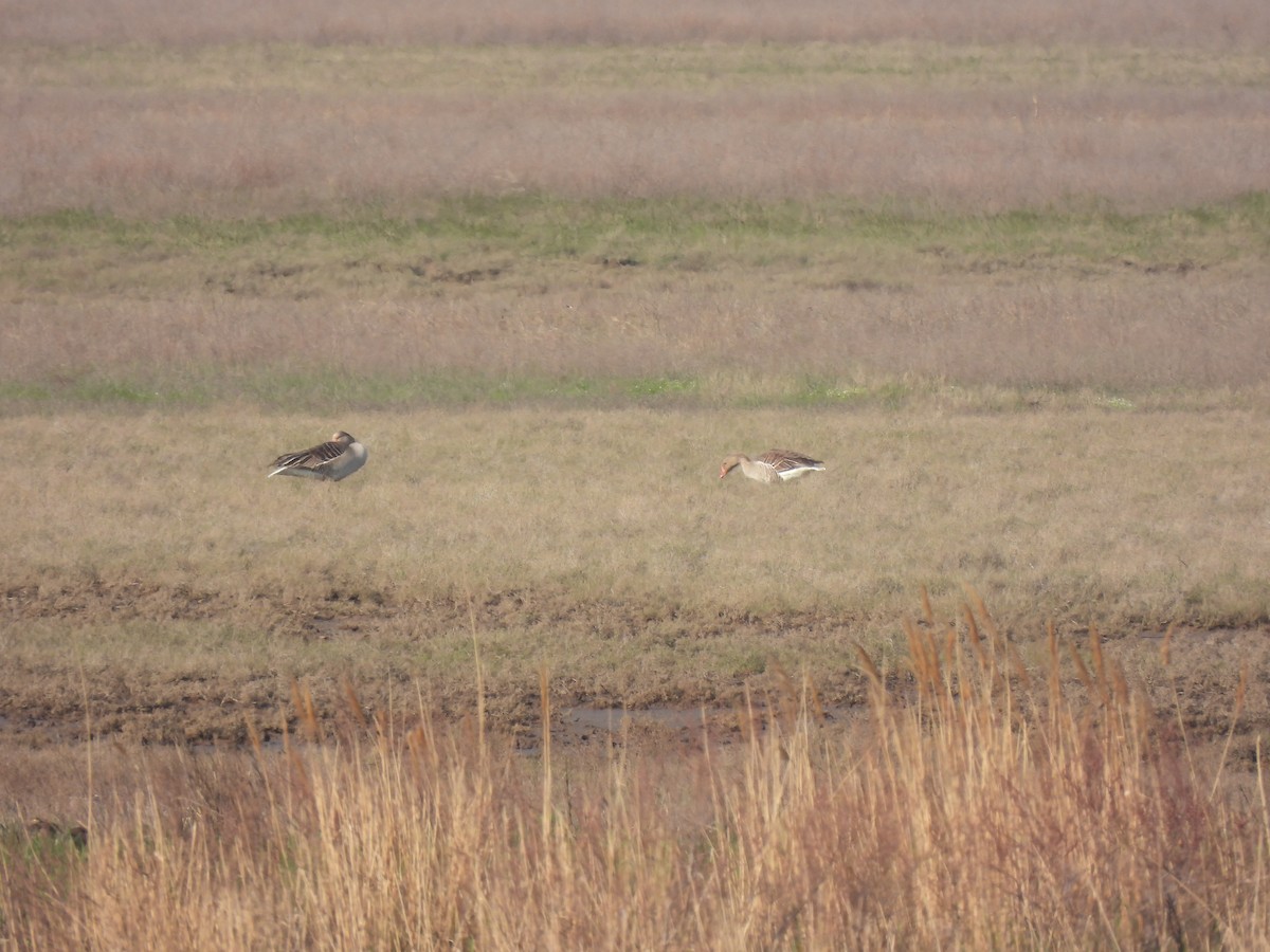 Oca selvatica - ML644997967