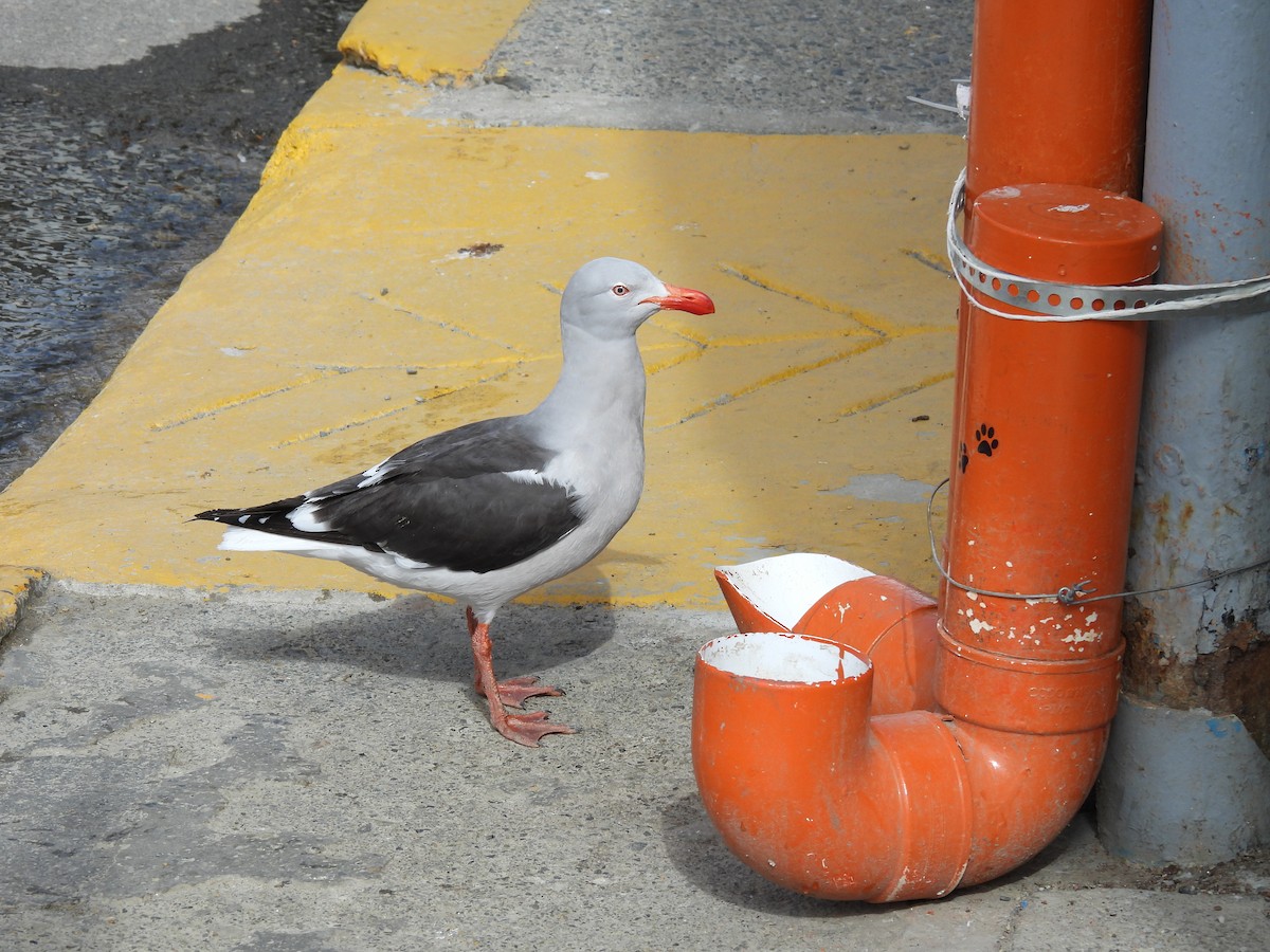 Dolphin Gull - ML644997977