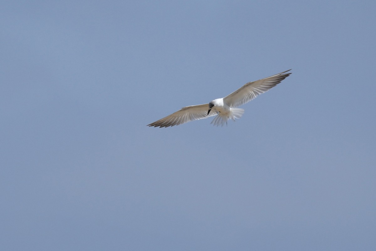Gull-billed Tern - ML644997982