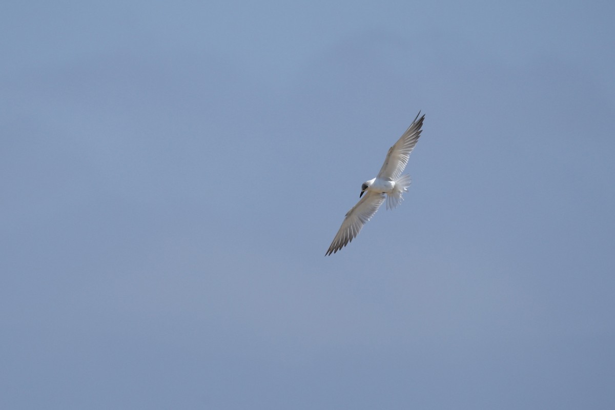 Gull-billed Tern - ML644997983