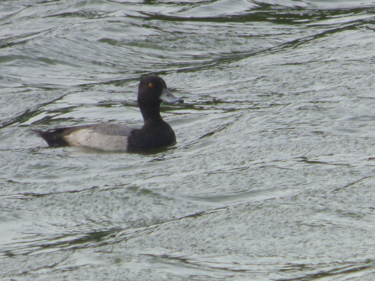 Lesser Scaup - ML644997998