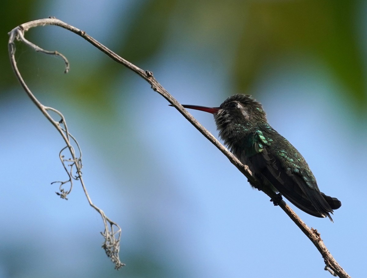 Turquoise-crowned Hummingbird - ML644998002
