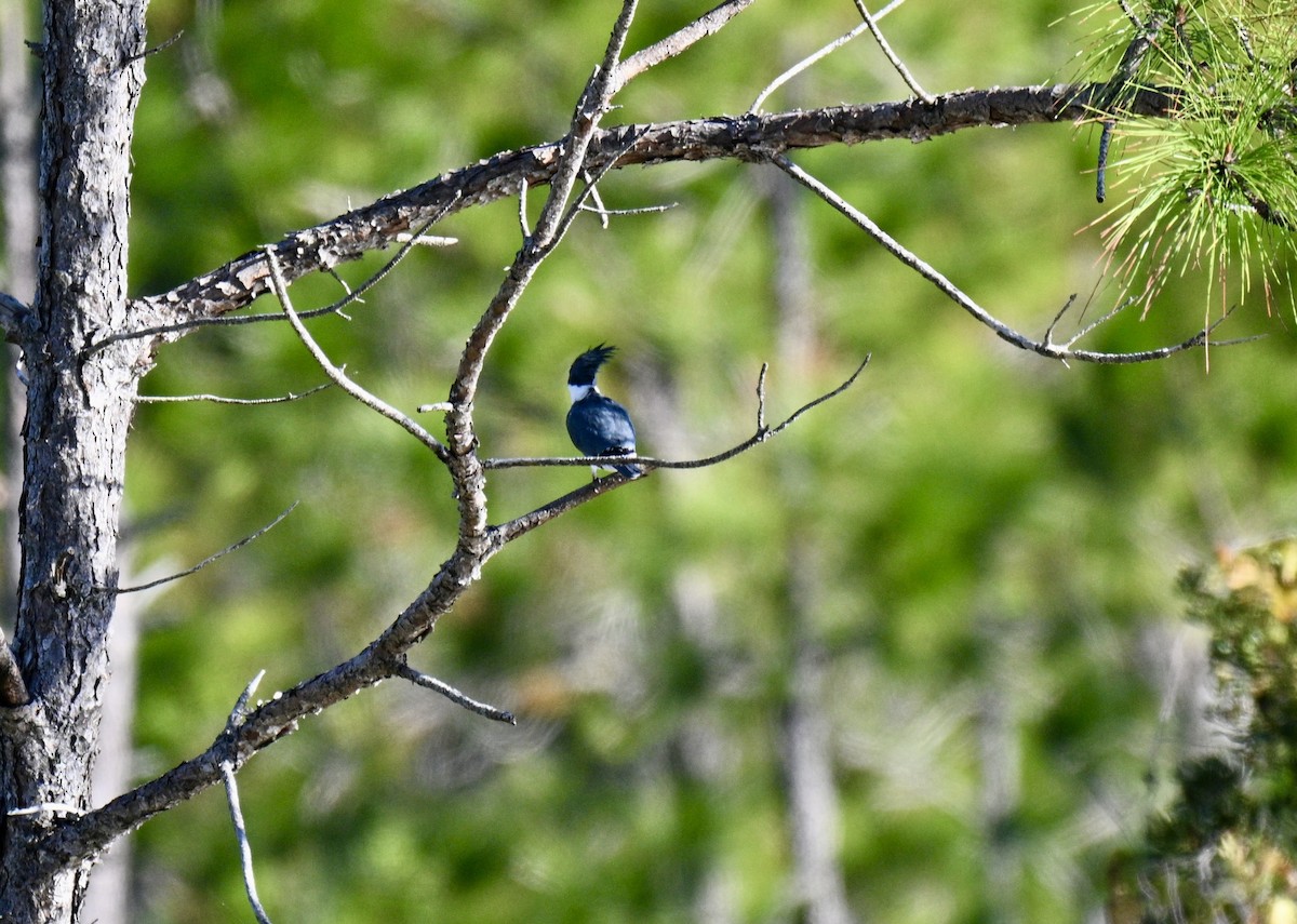 Martin handi iparramerikarra - ML644998003