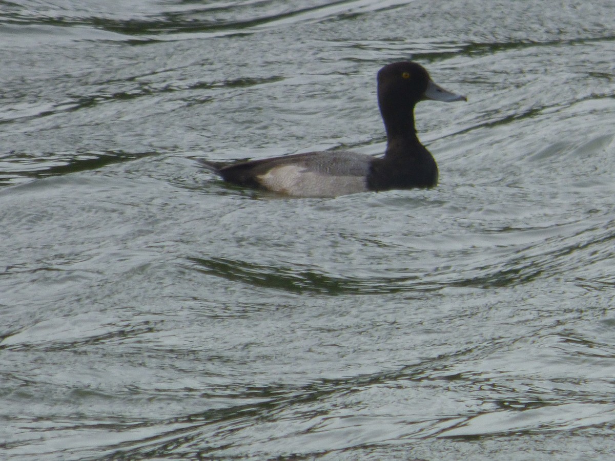 Lesser Scaup - ML644998009