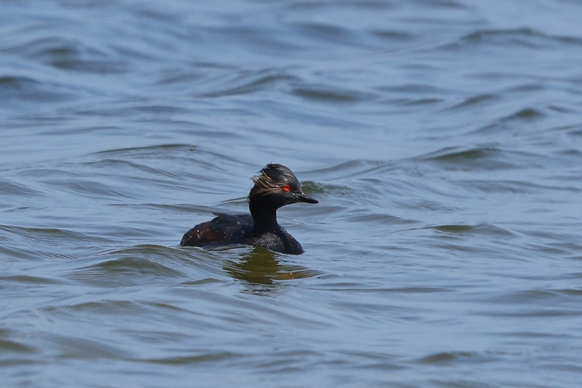 potápka černokrká - ML644998013