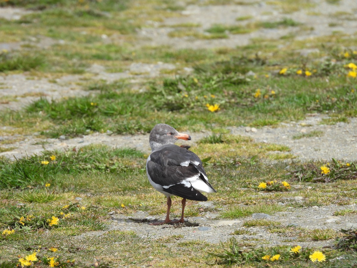 Dolphin Gull - ML644998014