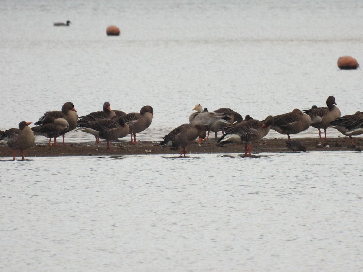 Гуска гірська - ML644998020