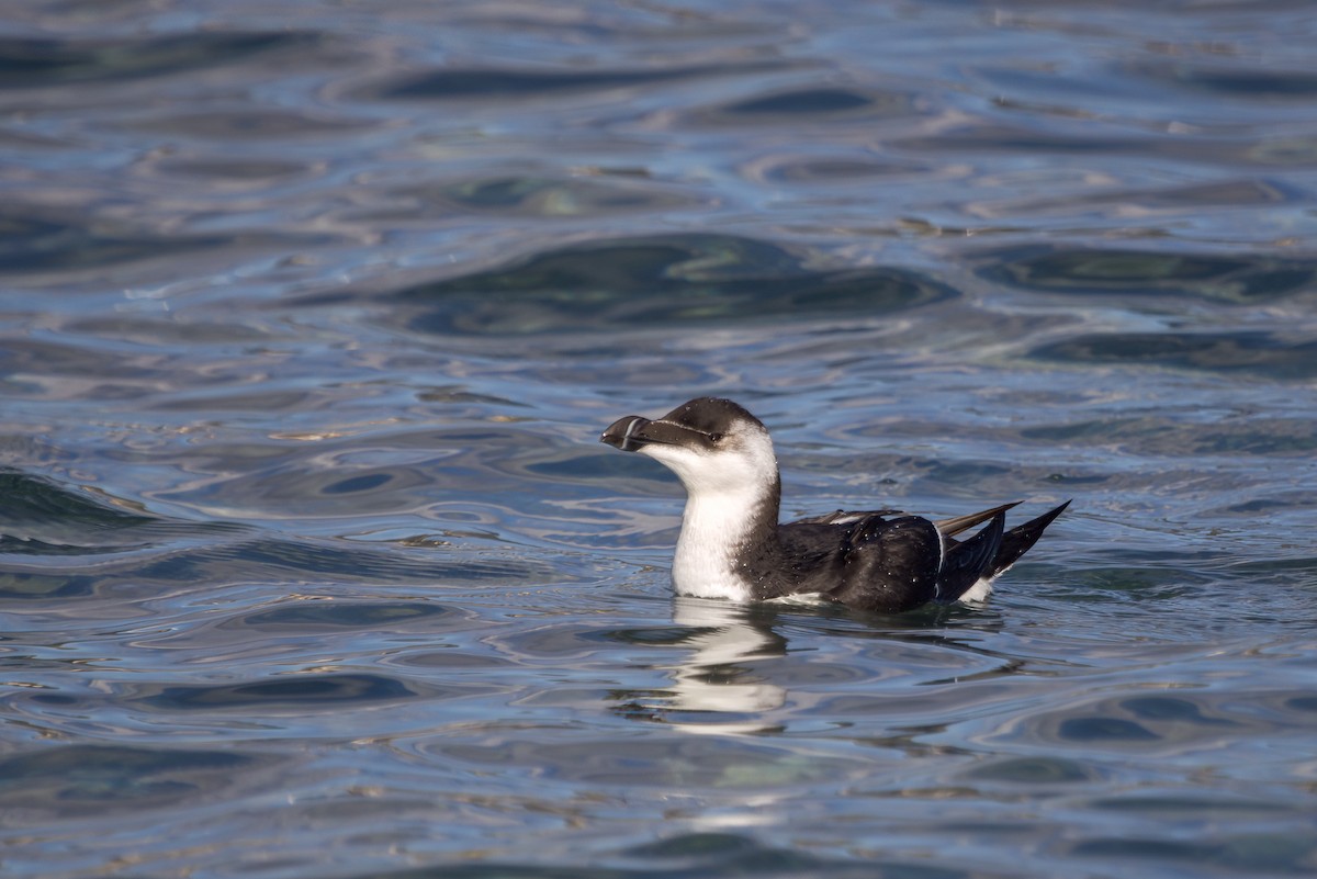 Razorbill - ML644998039