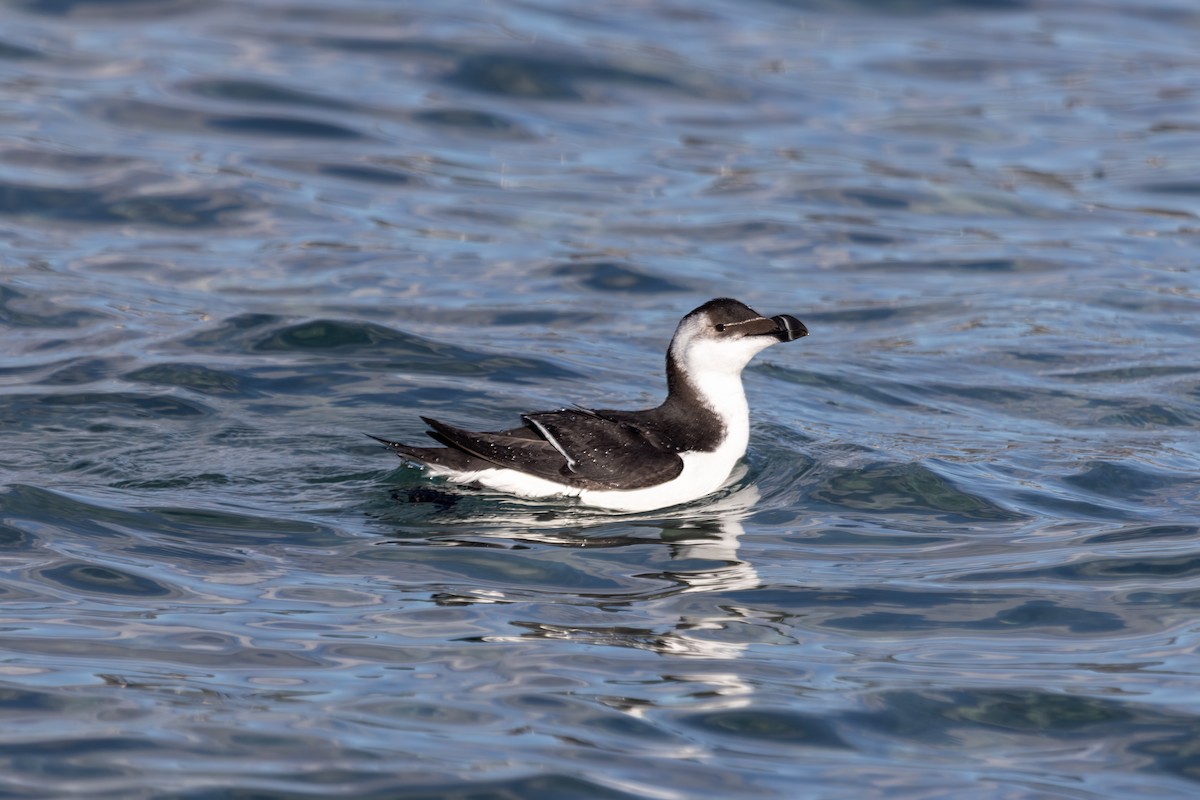 Razorbill - ML644998041