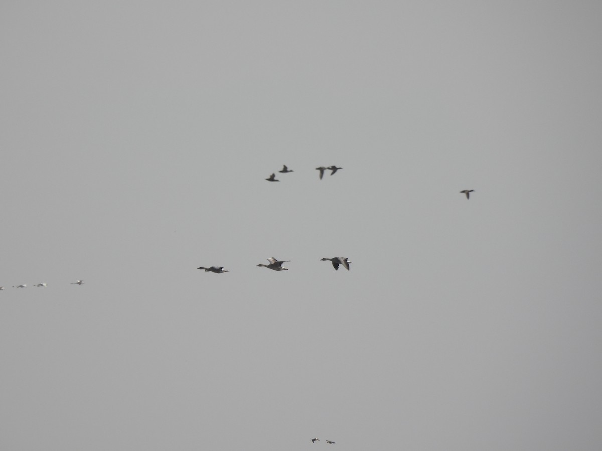 Greater White-fronted Goose - ML644998042