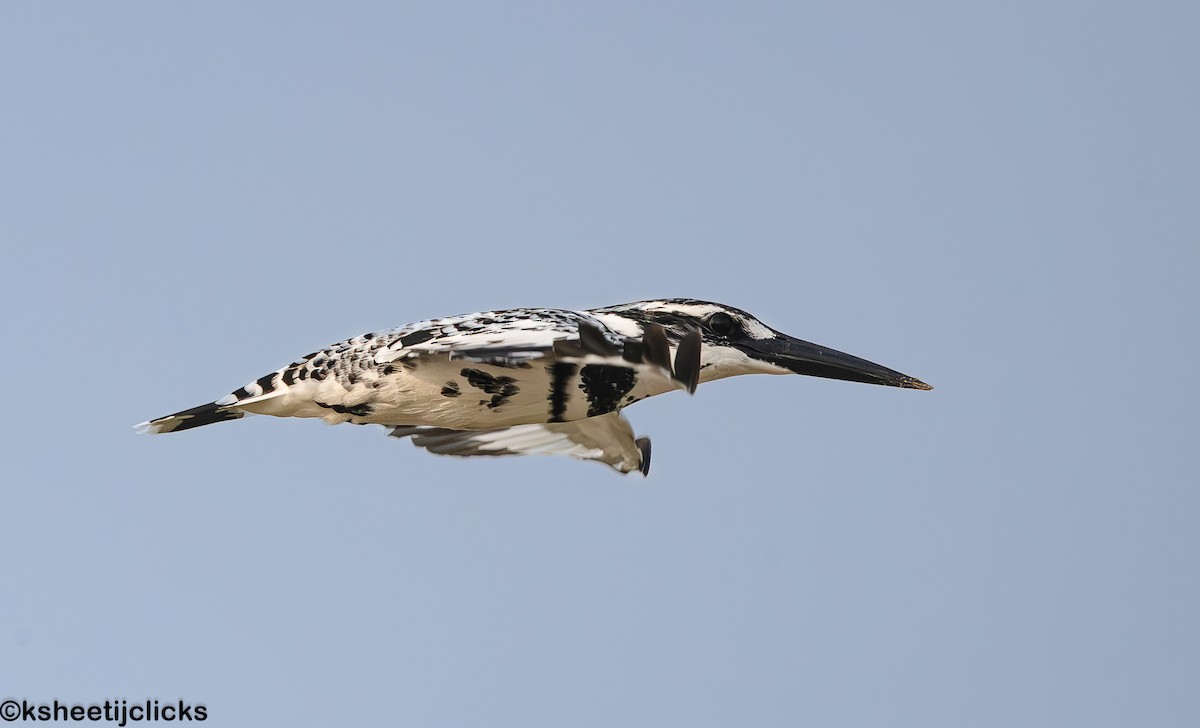 Pied Kingfisher - ML644998055