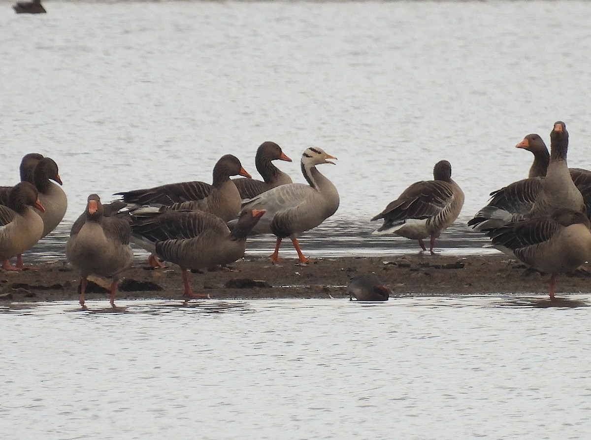 Гуска гірська - ML644998078