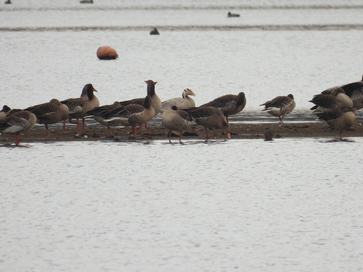 Гуска гірська - ML644998079