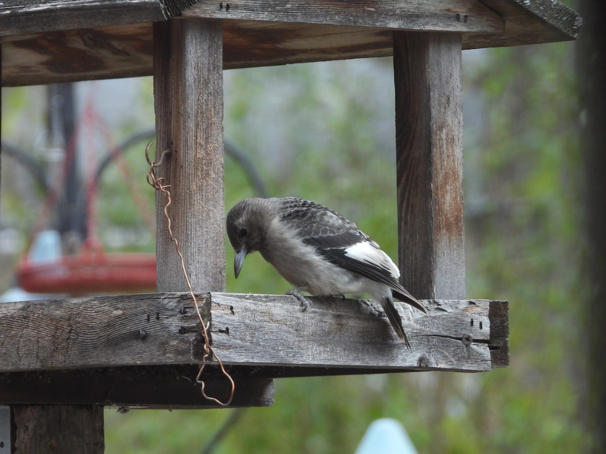 Red-headed Woodpecker - ML644998090
