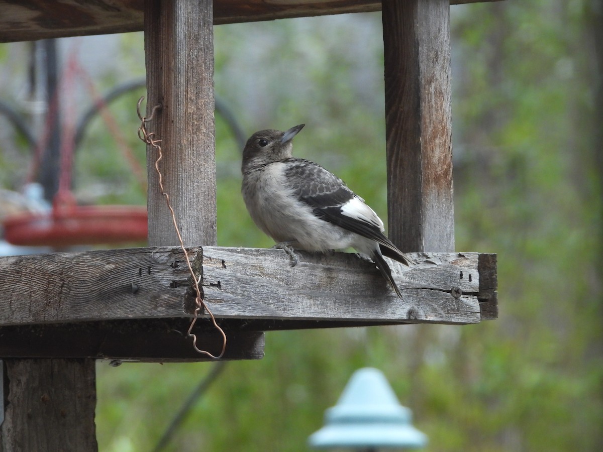 Red-headed Woodpecker - ML644998095