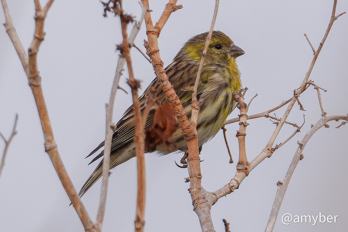 Txirriskila arrunta - ML644998101