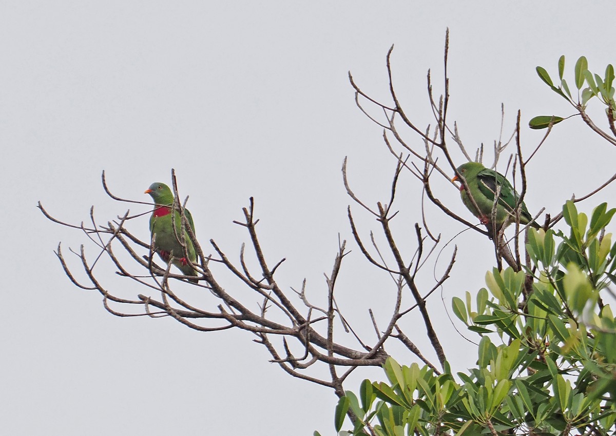 Claret-breasted Fruit-Dove - ML644998103