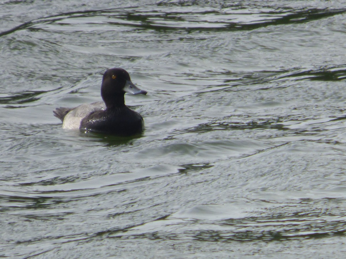 Lesser Scaup - ML644998104
