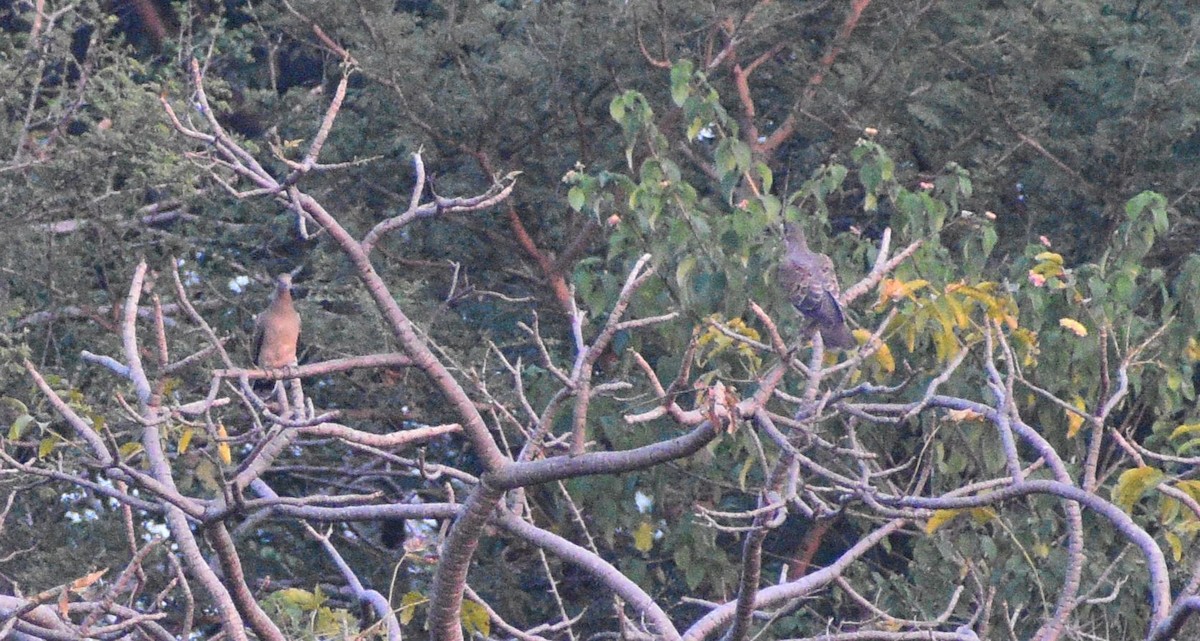 Oriental Turtle-Dove - ML644998114