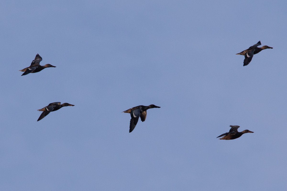 Ahate mokozabal zuria - ML644998123