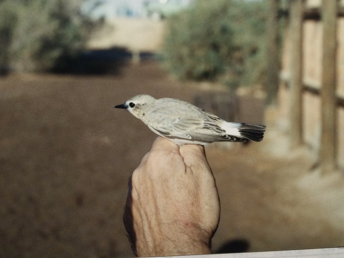 Isabelline Wheatear - ML644998133