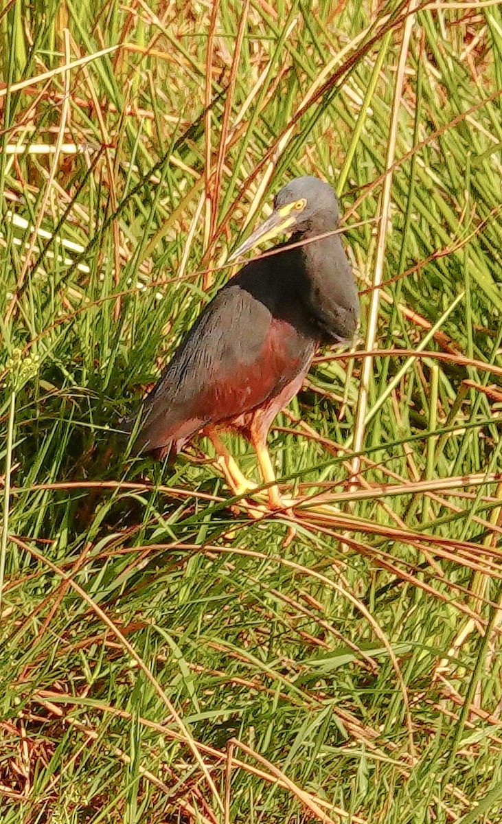 Рыжебрюхая цапля - ML644998142