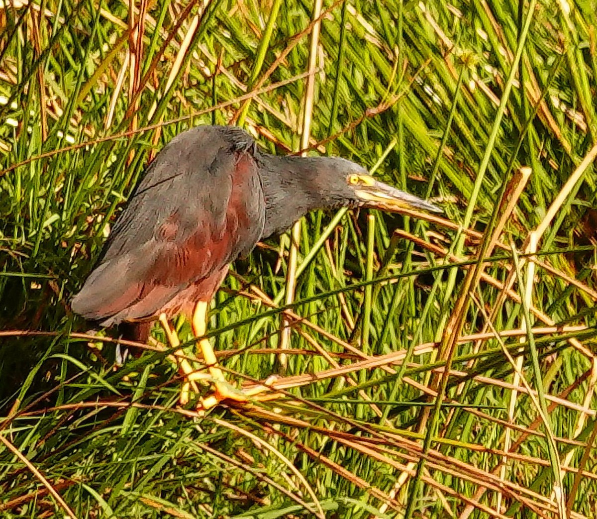 Рыжебрюхая цапля - ML644998143