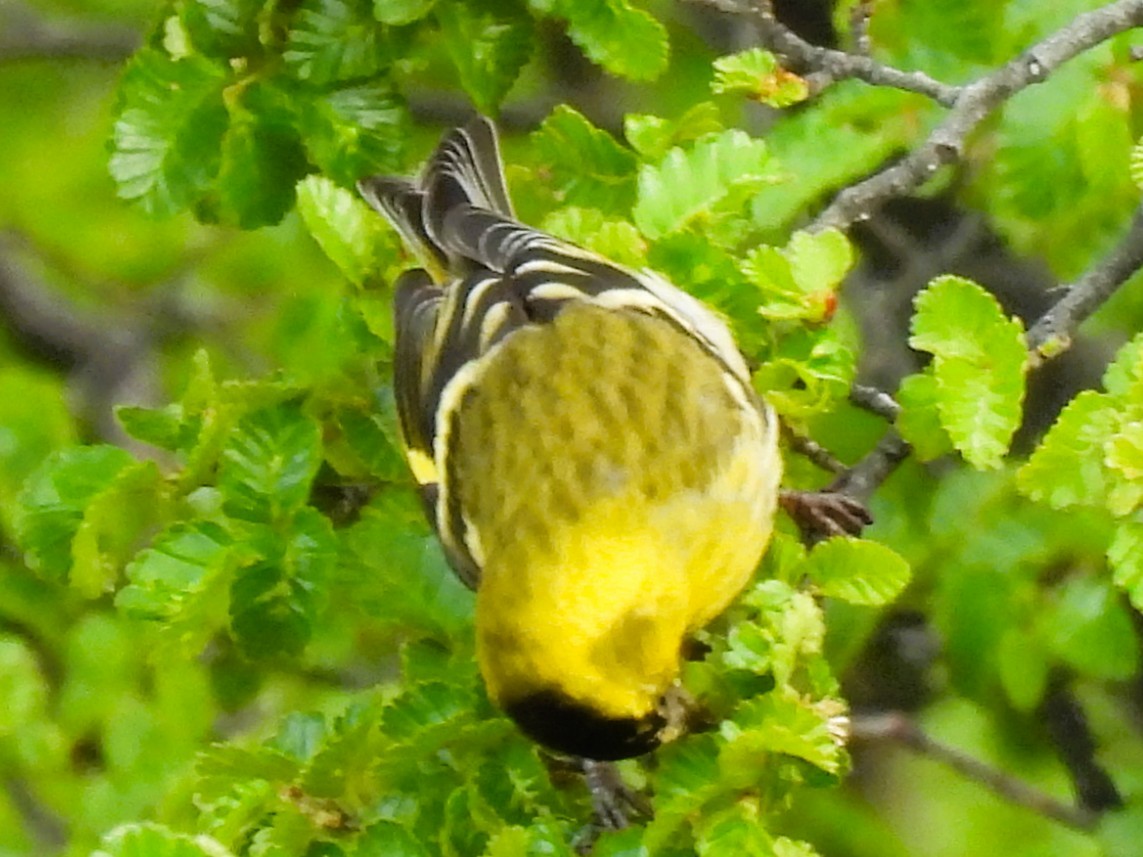 Black-chinned Siskin - ML644998144