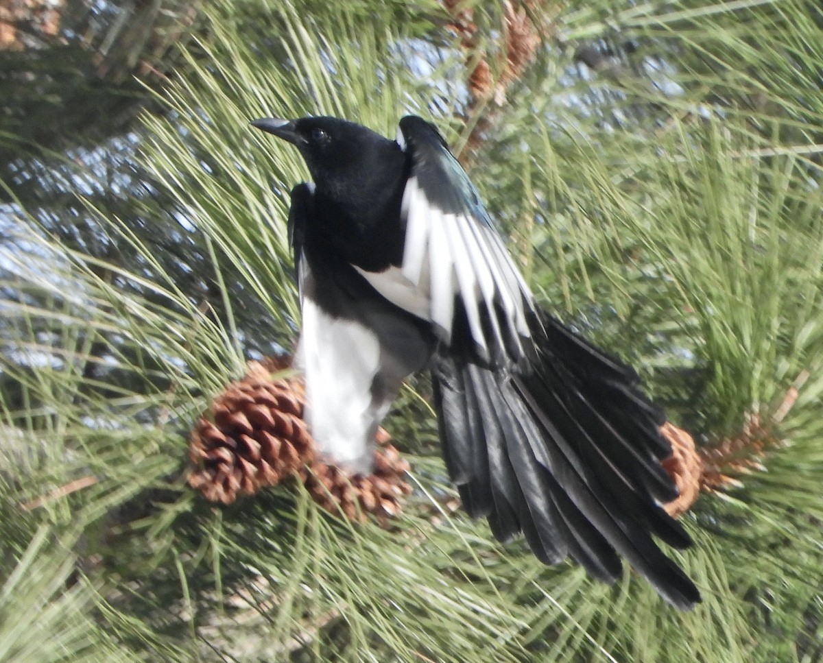 Black-billed Magpie - ML644998148
