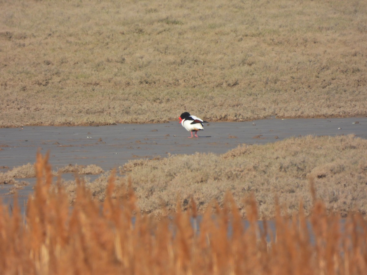 Common Shelduck - ML644998149